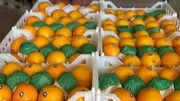 صادرات میوه‌های تازه مازندران از بندرامیرآباد آغاز شد