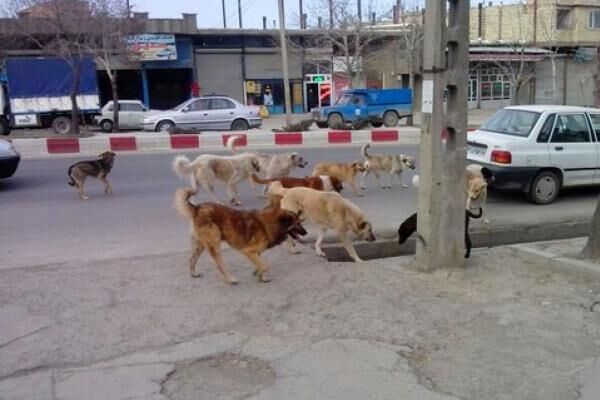 ۱۵ مصدوم ناشی از سگ‌ گزیدگی به پزشکی قانونی اردبیل مراجعه کردند