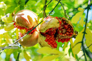 Pomegranate harvesting in western Iran