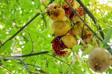 Pomegranate harvesting in western Iran