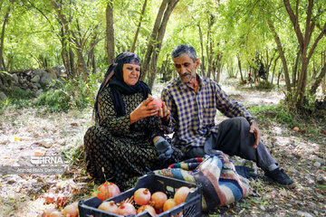 Pomegranate harvesting in western Iran