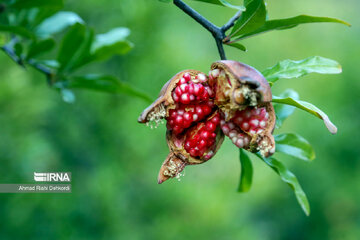 Pomegranate harvesting in western Iran