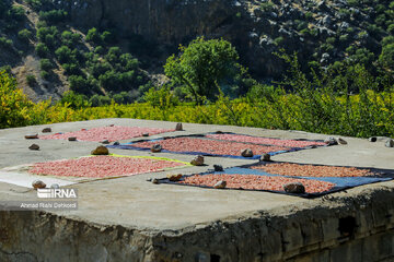 Pomegranate harvesting in western Iran