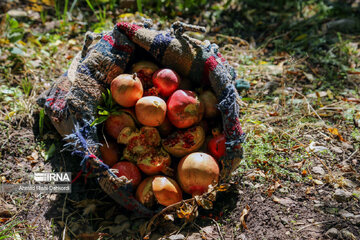 Pomegranate harvesting in western Iran