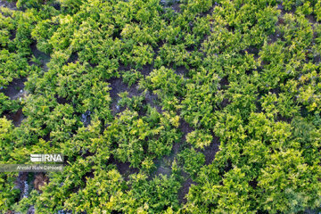 Pomegranate harvesting in western Iran