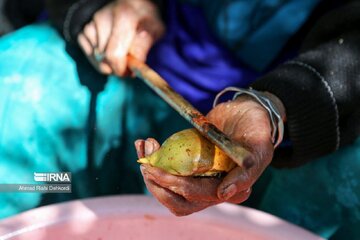 Iran : la récolte des grenades à Chahrmahal et Bakhtiari