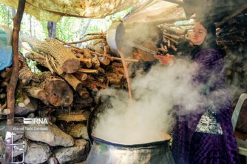 Iran : la récolte des grenades à Chahrmahal et Bakhtiari