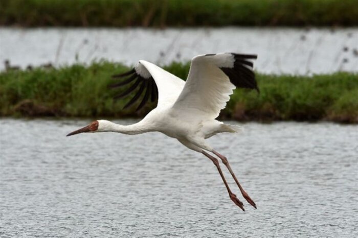 مرثیهای برای امید