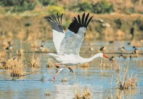 رویا در چشم انتظار حکم آزادی