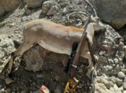 ۲ شکارچی غیرمجاز در رفسنجان دستگیر شدند