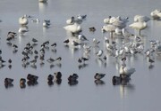 زیستگاه های آبی ایلام مهیای پذیرایی از پرندگان مهاجر است