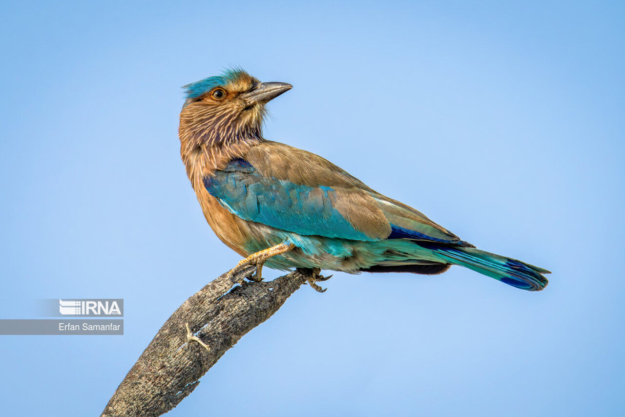 IRNA English - Life of birds in Iran