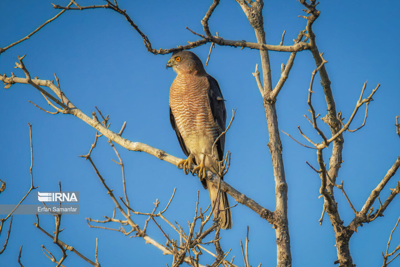 IRNA English - Life of birds in Iran