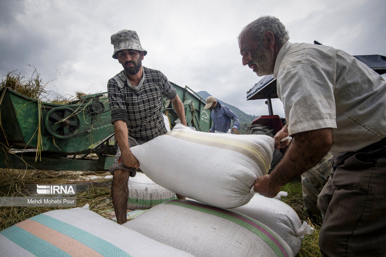 آمادگی بخش خصوصی برای خرید برنج شالیکاران مازندرانی