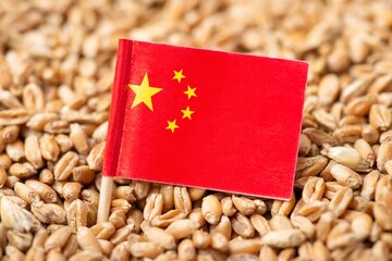 کاهش نزولات جوی، چین را به واردات شدید گندم سوق داد