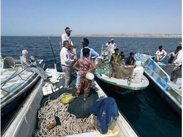 ۴۰ کیلوگرم صدف بابیلون (حلزون دریایی) در دریای عمان کشف شد