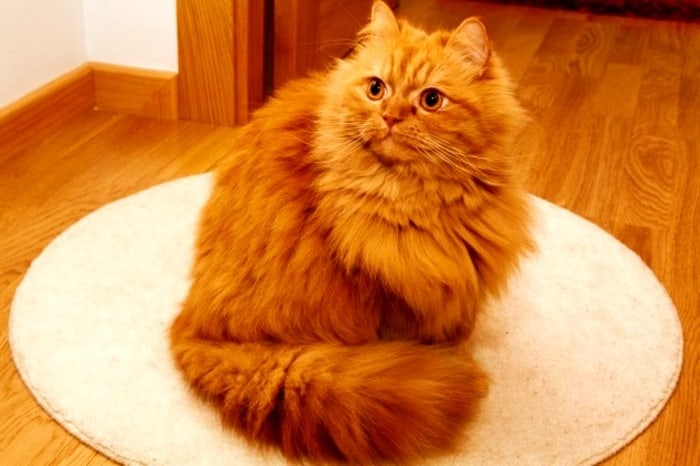 رنگیهایی که در دنیا به نام ایران ثبت و شناخته شدند