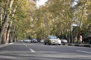 پایش درختان کهنسال طولانی ترین خیابان تهران با «توموگرافی»