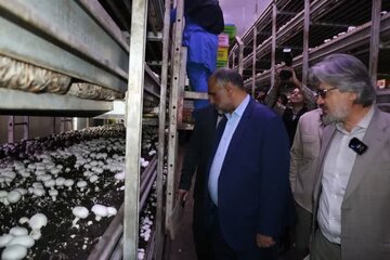 وزیر جهادکشاورزی از مجتمع پرورش قارچ سروآباد کردستان دیدن کرد