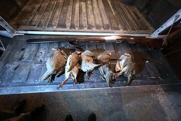 ۲ شکارچی کبک در شهرستان بیجار دستگیر شدند