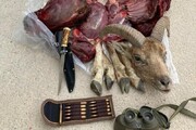 شکارچی غیرمجاز قوچ وحشی در "ششتمد" خراسان رضوی به دام افتاد