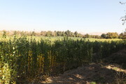 نهالستان کوشکن زنجان از مناطق مهم تولید صنوبر در کشور است