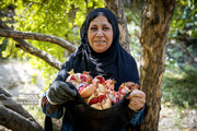 Pomegranate harvest in southwest Iran