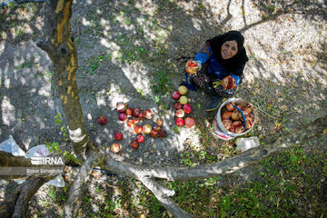 Pomegranate harvesting in southwestern Iran