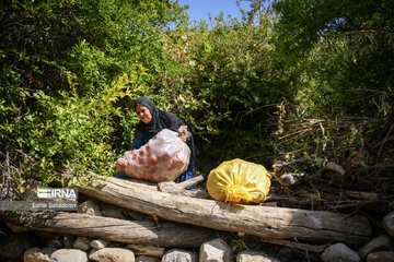 Pomegranate harvesting in southwestern Iran