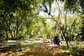 Pomegranate harvesting in southwestern Iran