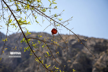 Pomegranate harvesting in southwestern Iran