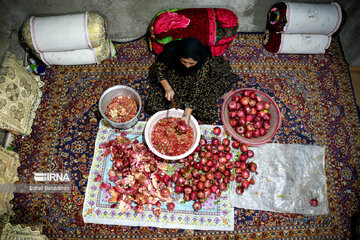 Pomegranate harvesting in southwestern Iran