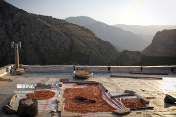 Pomegranate harvesting in southwestern Iran