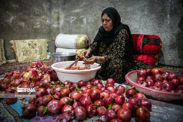 Pomegranate harvesting in southwestern Iran