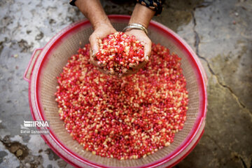 Pomegranate harvesting in southwestern Iran