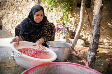 Pomegranate harvesting in southwestern Iran