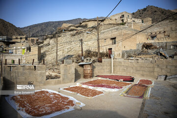 Pomegranate harvesting in southwestern Iran