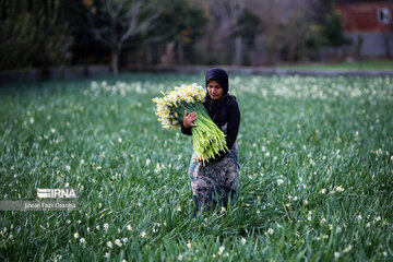 Les beautés de la province de Mazandaran, au nord de l’Iran