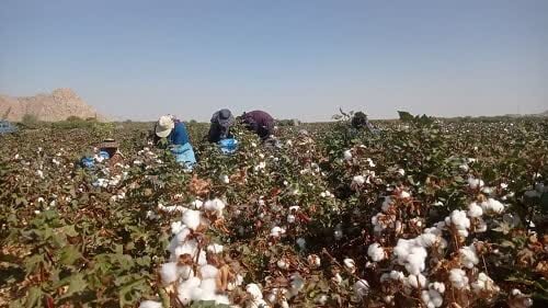 خوداتکایی تولید پنبه در فارس؛ از کاشت تا برداشت