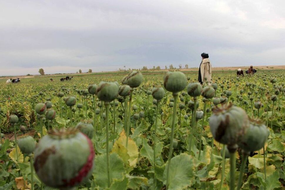 ممنوعیت کشت خشخاش از سوی طالبان و کاهش تولید ۹۵ درصدی آن