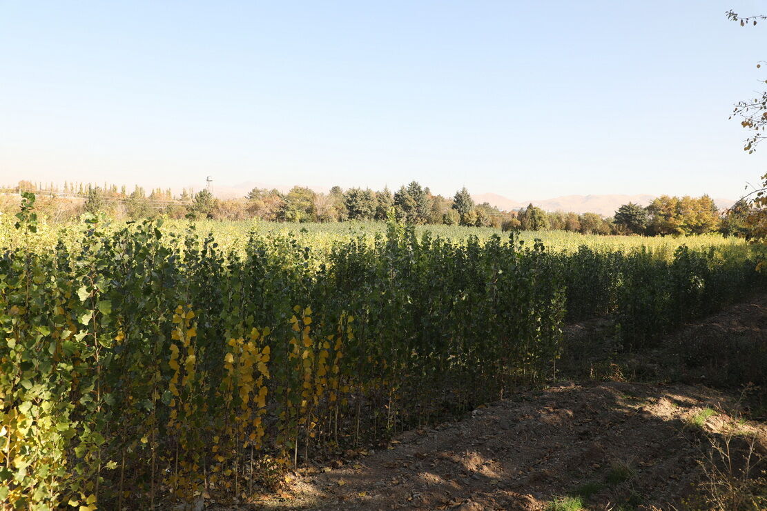 ظرفیت تولید درخت در نهالستان زنجان به ۱۶ میلیون اصله افزایش می‌یابد