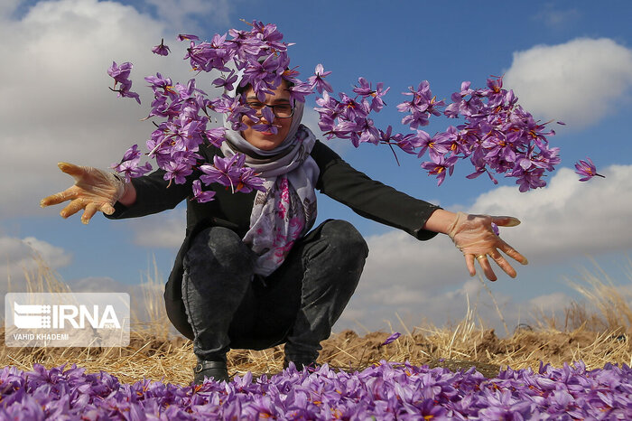 چشم انداز مثبت طلای سرخ در خراسان شمالی