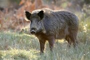 خرافات و دعانویسان بلای جان گرازها