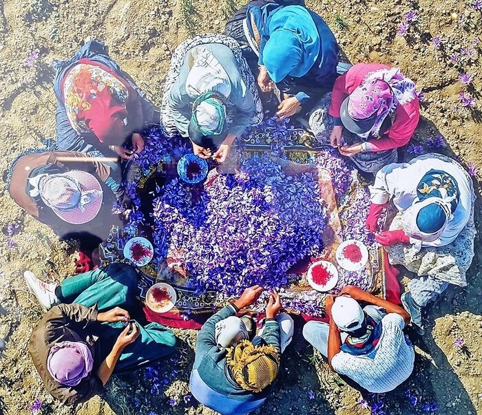 طلای سرخ امیدی نو برای کشاورزان خمین