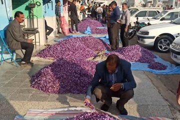 ۲۵ تن گل در بازار ملی زعفران تربت‌حیدریه معامله شد
