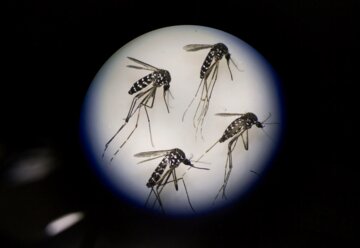 زیست بوم پشه آئدس در کشور از مالاریا بیشتر است