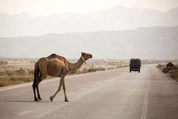 برخورد شتر با خودروی سواری در قم ۶ مصدوم برجا گذاشت