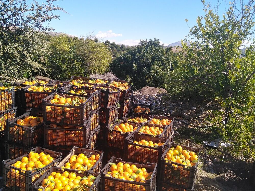 برداشت مرکبات از باغات قصرشیرین آغاز شد