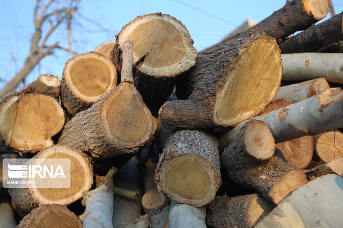 حکم جلب ۲۵ قاچاقچی چوب جنگلی در عباس‌آباد مازندران صادر شد