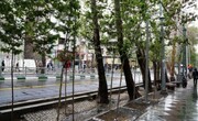 قطع درخت در معابر تهران صحت ندارد